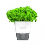 Conservateur pour les herbes fraches en pot cole and mason