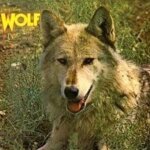 Canis lupus