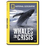 National geographic: whales in crisis