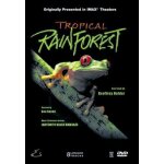 Tropical rainforest (large format)
