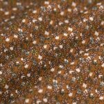 Tissu cretonne charlotte marron - mt - mondial tissus