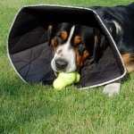All four paws collier lectronique comfy cone xl 30 cm noir