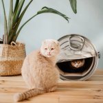 District70 griffoir / grotte pour chats can