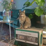 District70 griffoir / grotte pour chats mixtape meraude