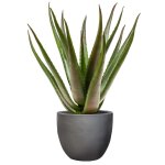 Emerald alo�s artificiel en pot 50 cm