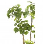 Emerald arbre polyscias artificiel 135 cm 420292