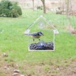 Esschert design mangeoire de fentre acrylique 15x10x15, 3 cm fb370
