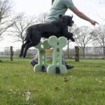 Holland animal care ensemble d'agilit� pour chiens