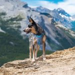 Kurgo harnais pour chiens journey air xl noir