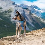 Kurgo harnais pour chiens journey air xs noir