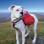 Kurgo sac  dos pour chiens baxter l rouge