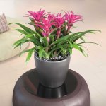 Lechuza jardinire classico 28 ls all - in - one charbon mtallique 16043