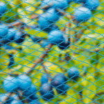 Nature filet d'oiseaux nano 10x4 m bleu Nature filet d'oiseaux nano 10x4 m bleu