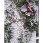 Nature palissade de jardin 50 x 150 cm pvc blanc
