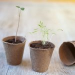 Nature pots en tourbe 96 pcs 6x6 cm