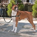 Petsafe harnais pour chiens easy walk l noir