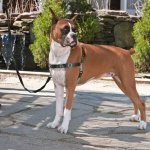 Petsafe harnais pour chiens easy walk xl noir