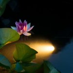 Ubbink led d'clairage sous - aquatique d'tang aqua spotlight 6 w