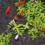 Ubbink traitement contre algues d'eau d'tang aqua oxy 500 ml