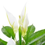 Vidaxl plante artificielle anthurium avec pot blanc 115 cm