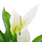 Vidaxl plante artificielle anthurium avec pot blanc 90 cm
