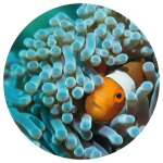 Wallart papier peint cercle nemo the anemonefish 190 cm