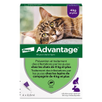 Advantage solution antipuce chat lapin + 4kg 4 pipettes