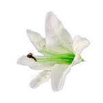 Chaks 10356 - 00, sachet de 6 fleurs tropicales artificielles 13cm, blanc