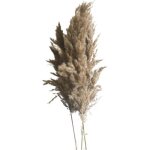Chaks 11889, bouquet de 5 tiges de pampa d'eau 70cm, naturel