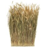 Chaks 13331, botte rectangulaire de lagurus naturel 34x60cm