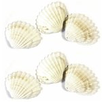 Sachet de 12 coquillages �ventail, naturel