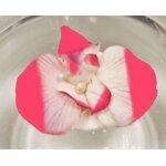 Sachet de 2 grandes fleurs d'orchid�e flottantes, fuchsia