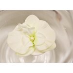 Sachet de 2 grandes fleurs d'orchide flottantes, ivoire