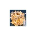 Guirlande lumineuse blanc chaud 40m cable transparent