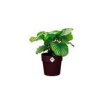 Pot de fleurs m�re violet 16x15cm 2l
