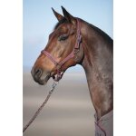Ensemble licol et longe velluto framboise cob (pur sang)