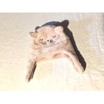 Bonnet cache oreilles visage chat dort oreilles scratch v�tement accessoire petits enfants b�b�s