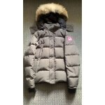 Canada goose