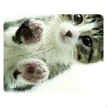 T'nb - tapis de souris illustr - kitty
