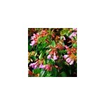 2 x abelia 'edward goucher' - 25 - 30 cm pot