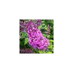 2 x arbre aux papillons - buddleja davidii 'pink delight' - 40 - 60 cm pot