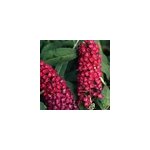 2 x arbre aux papillons - buddleja davidii 'royal red' - 40 - 60 cm pot