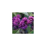 2 x arbuste aux bonbons - callicarpa bodinieri 'profusion' - 40 - 60 cm pot