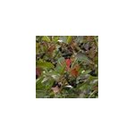 2 x aronie � fruits noirs - aronia prunifolia 'viking' - 40 - 60 cm pot