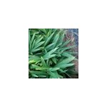 2 x bambou nain - pleioblastus pygmaeus 'distichus' - pot