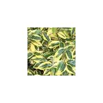 2 x chalef - elaeagnus ebbingei 'gilt edge' - 30 - 40 cm pot