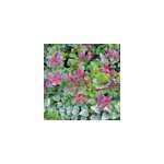 2 x ch�vrefeuille � feuilles de buis - lonicera nitida 'red tips' - 20 - 25 cm