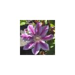 2 x cl�matite - clematis 'doctor ruppel' - 50 - 60 cm pot