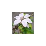 2 x cl�matite - clematis 'nelly moser' - 50 - 60 cm pot