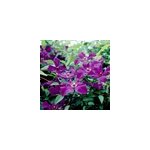 2 x cl�matite - clematis 'polish spirit' - 50 - 60 cm pot